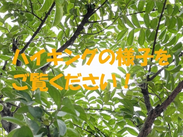 2026年4月22日（水）のハイキングの様子を公開しました