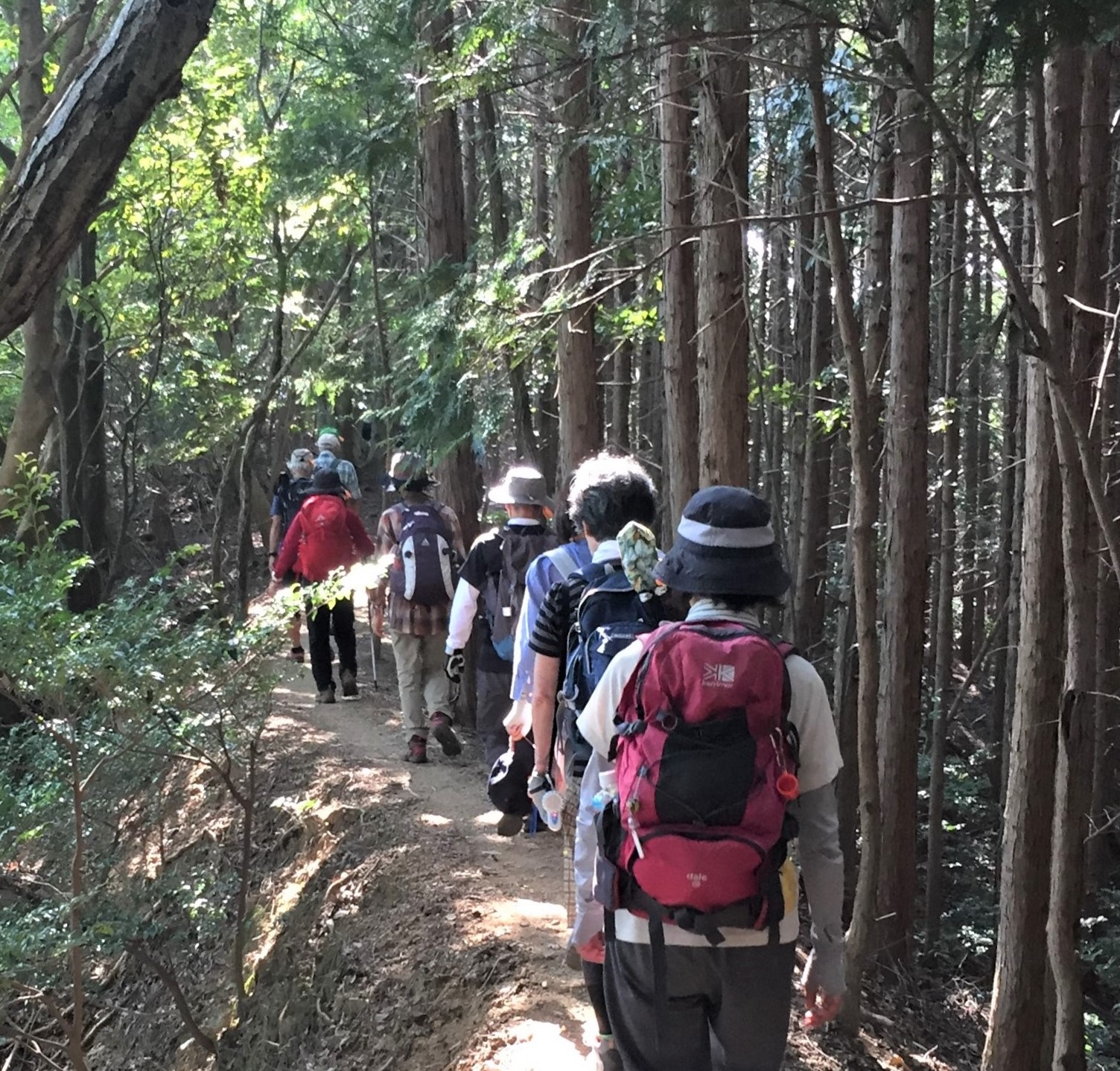 【オープンハイキング】2025年6月28日(土):初夏の政の茶屋園地(ビジターセンター)