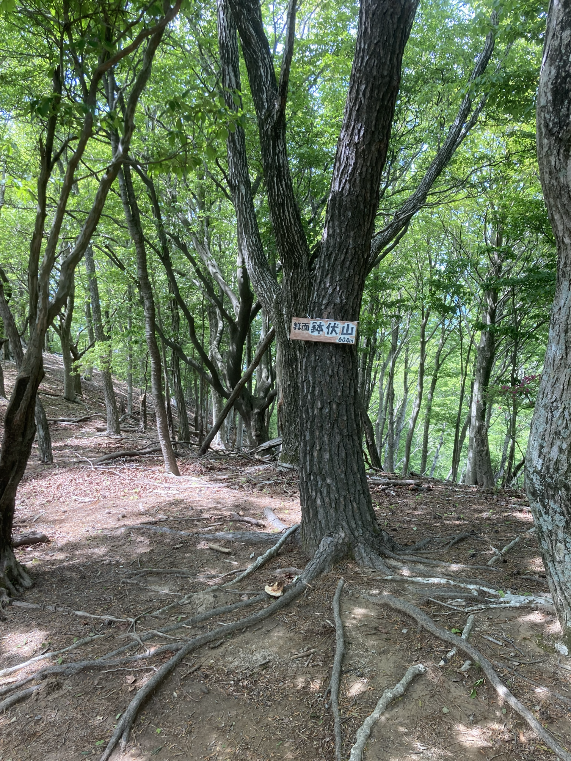 【オープンハイキング】2026年4月22日（水）：鉢伏山を目指して