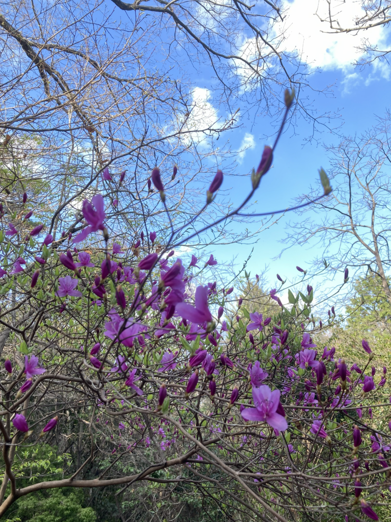【募集型ハイキング】2026年3月27日（金）：早春の勝尾寺　※入山料別途要