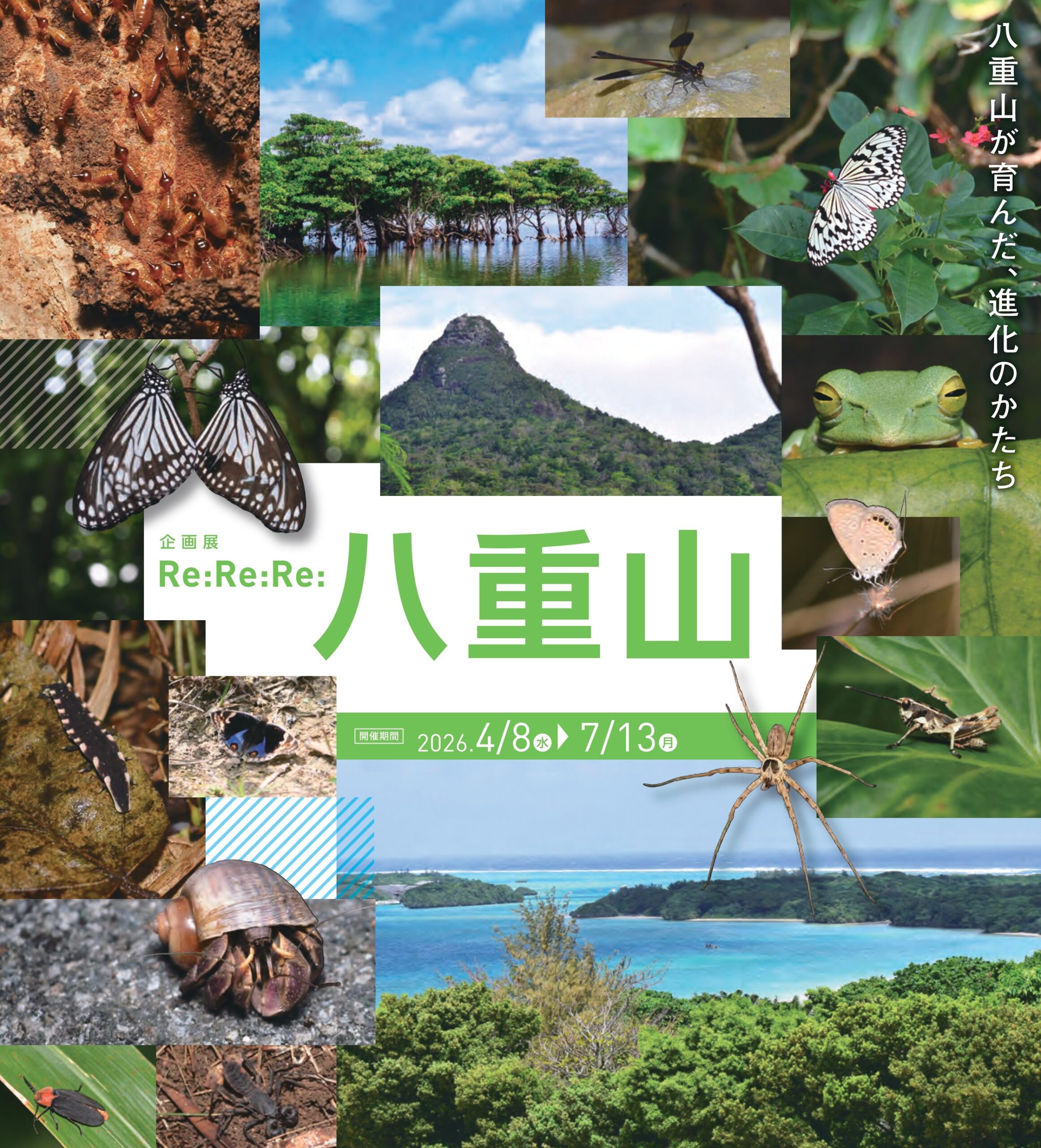 箕面公園昆虫館　企画展「Re:Re:Re: 八重山」
