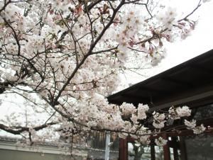 涓泉亭の桜も見頃を迎えています