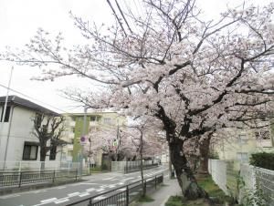桜通りの桜