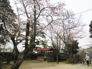 ちらほら咲いている西江寺の桜。